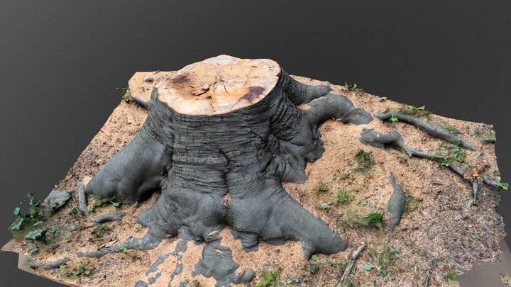 Cut beech tree stump roots 3D Model
