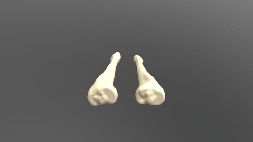 Tibia1 - 3D model by Preston.wolfe [0478605] - Sketchfab