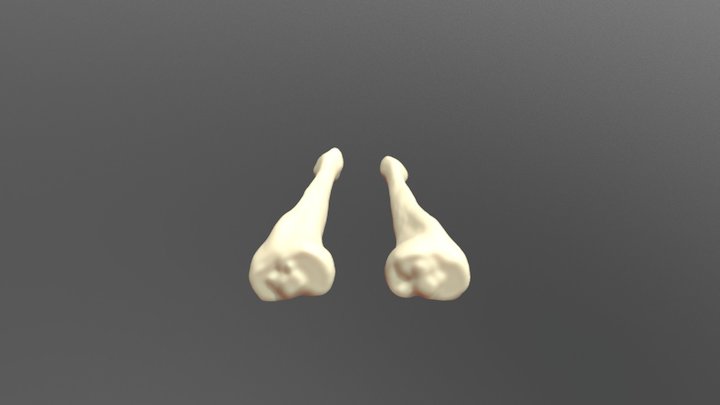 Tibia1 3D Model