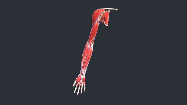 Anatomy of the arm 3D Model