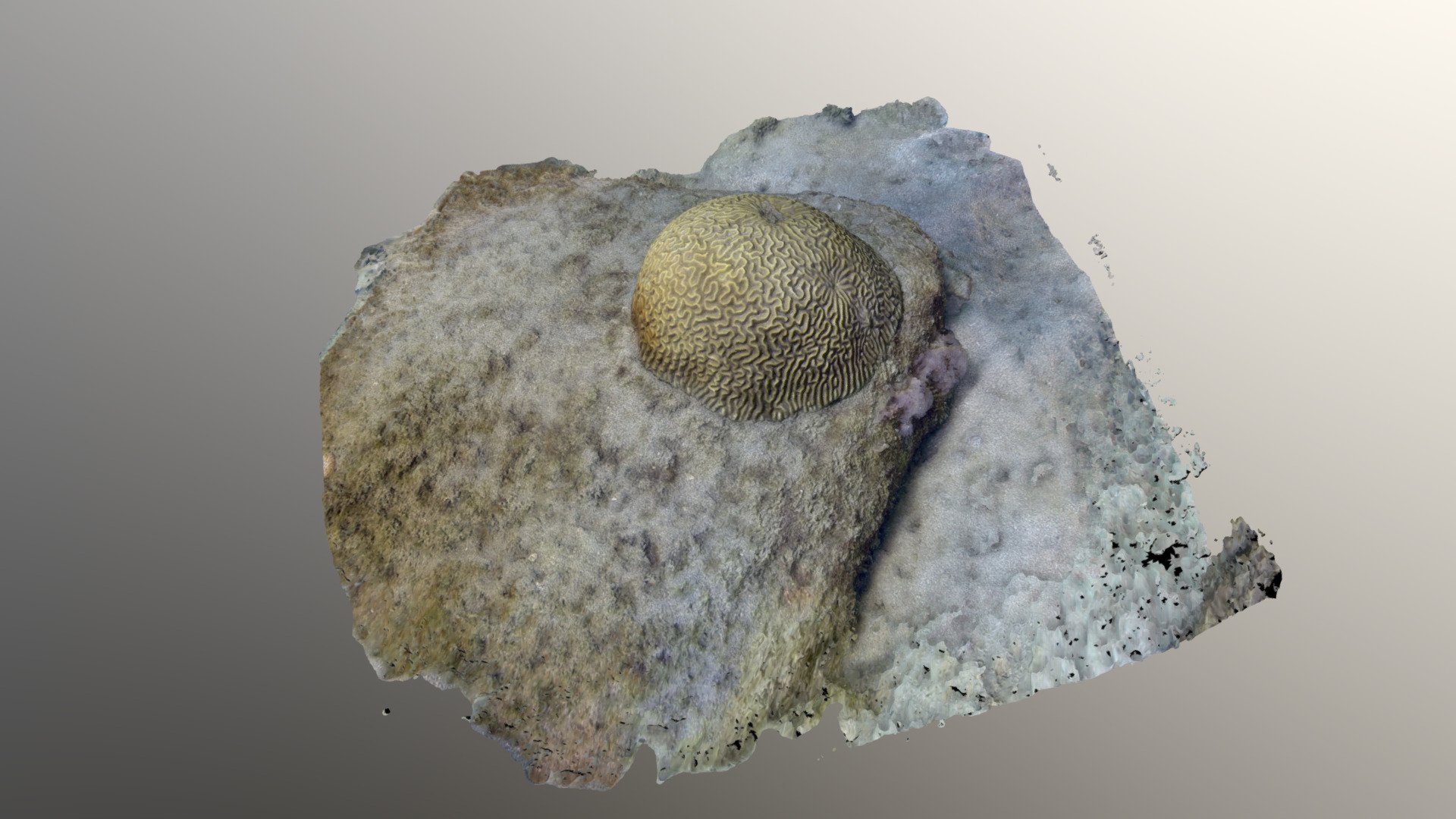 0143 - Coral colony — Sketchfab embed 3D viewer