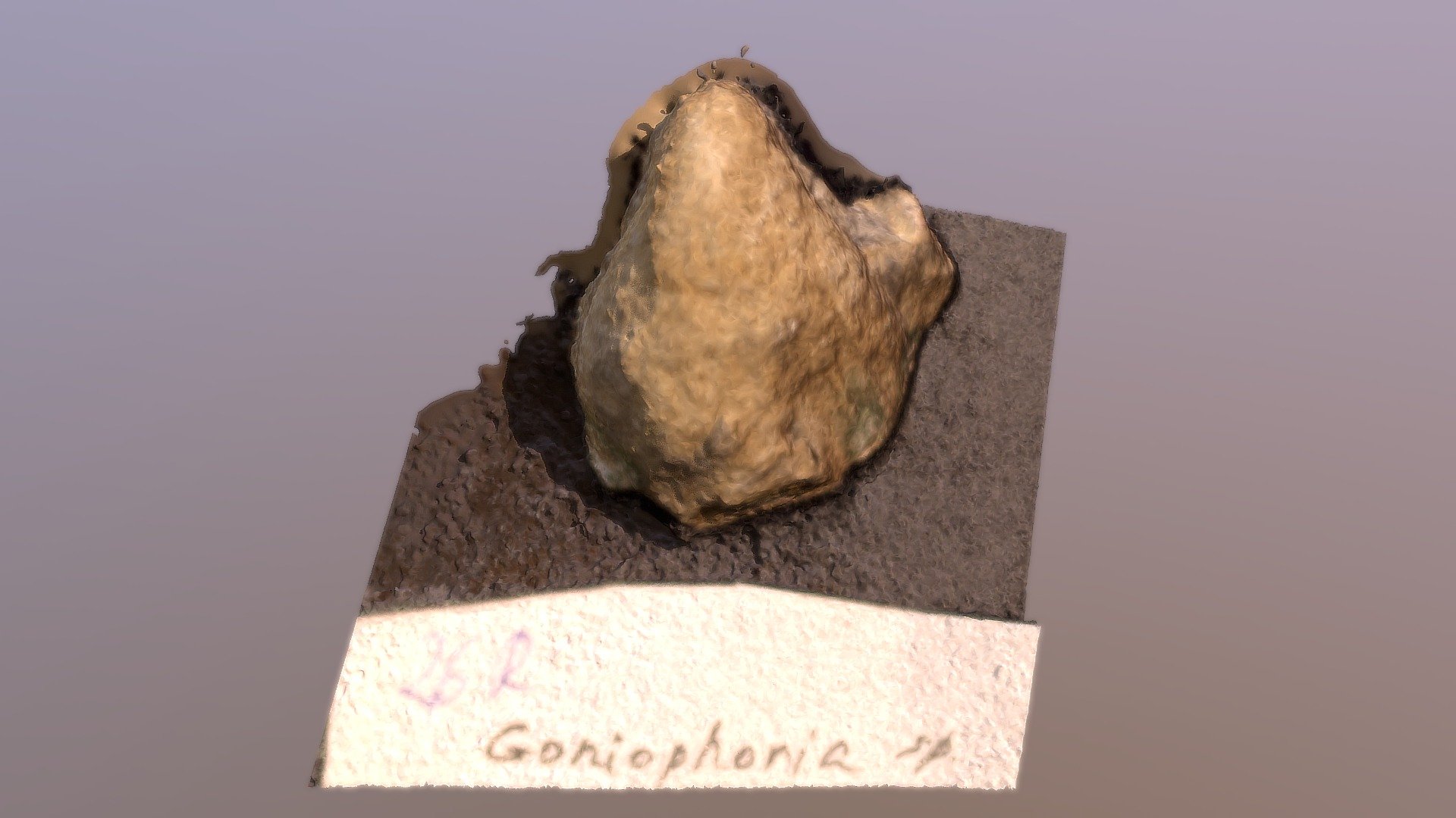 Goniophoria