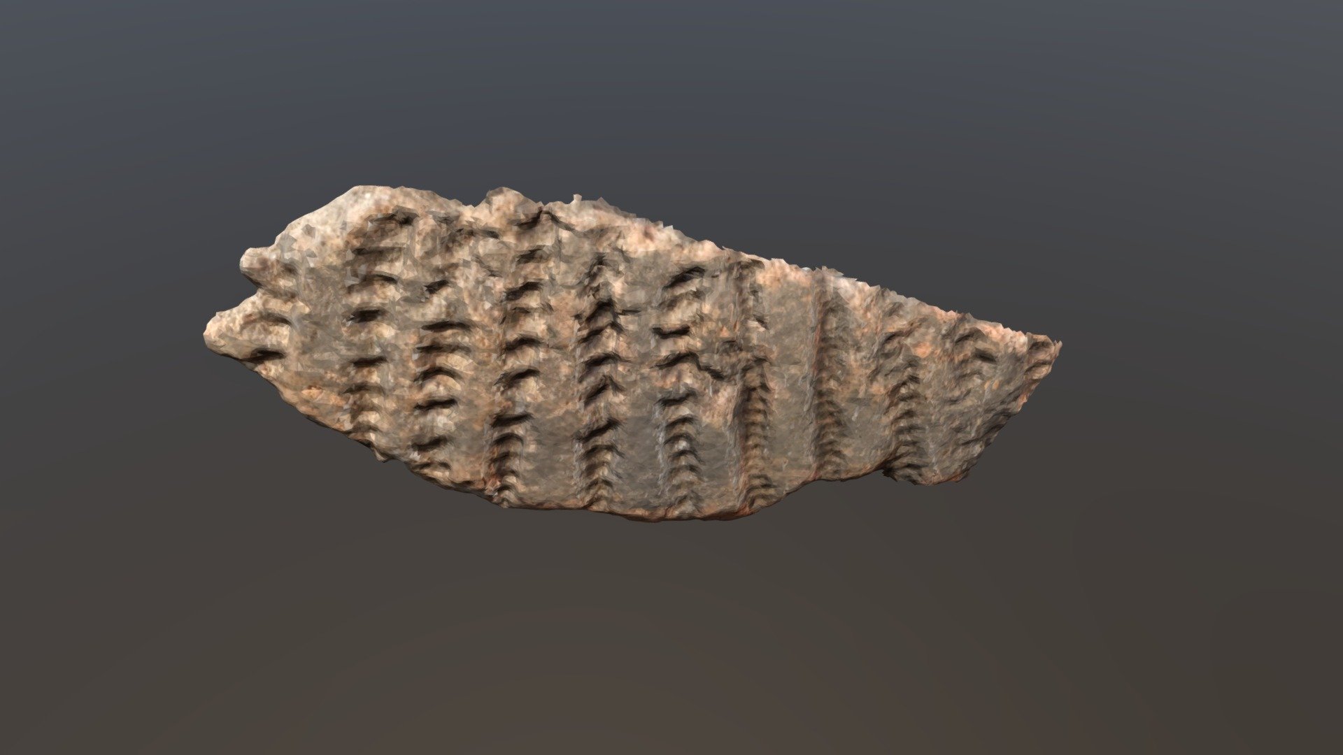 50x19964 Neolithic sherd with cord impression