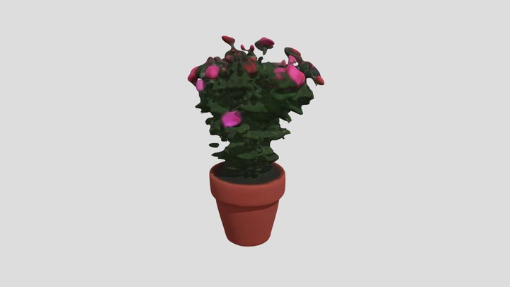 Flowering Geraniums Planted In A Vase 3D Model