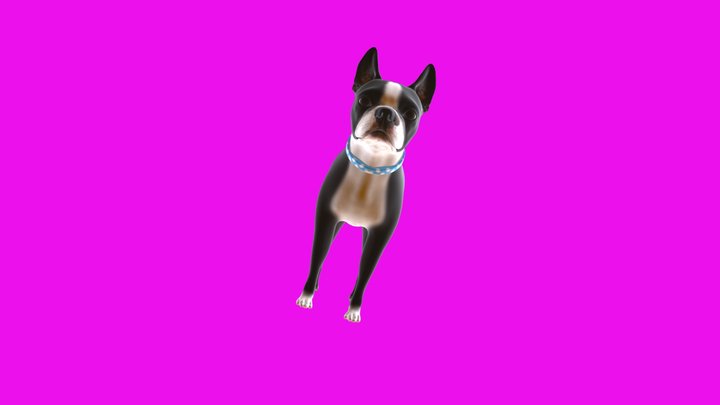 Boston Terrier 3D Model