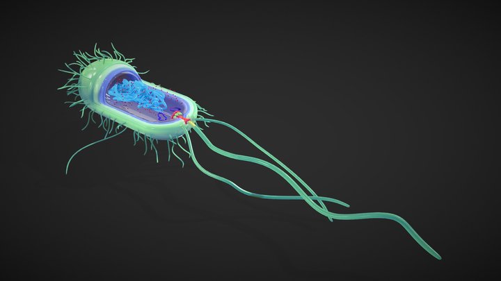 Prokaryotic Bacterial Cell Anatomy 3D Model