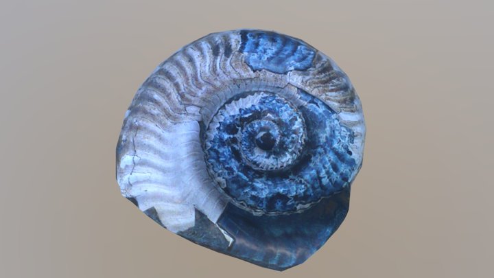 Ammonite low-poly model 3D Model