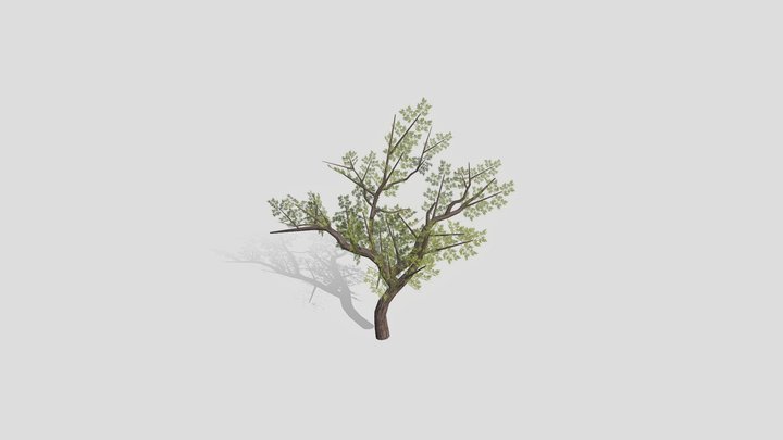 Tree 3D Model