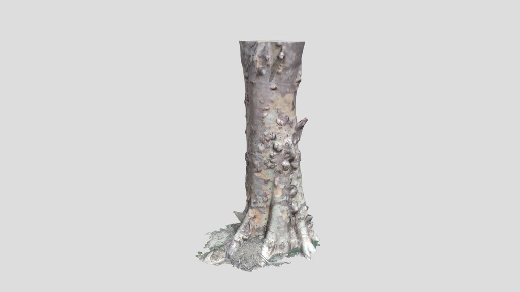 Tree Trunk Scans