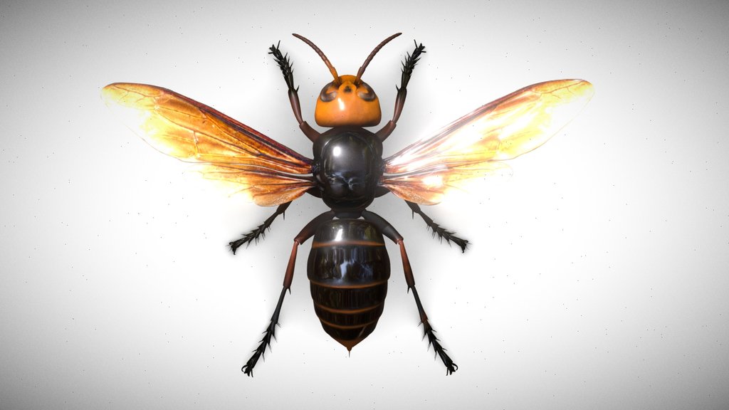 Vespa mandarinia magnifica