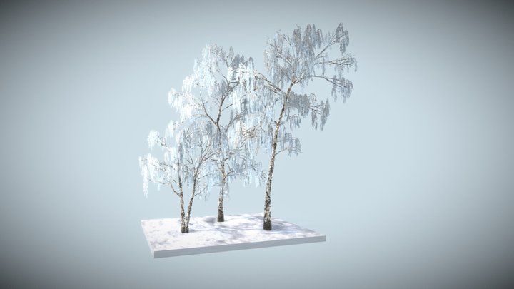 Weeping Birch 3D Model
