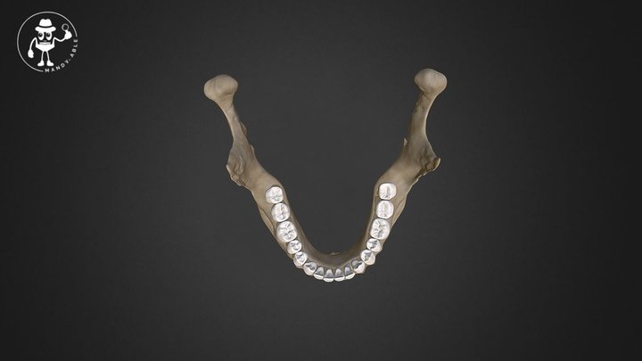 Mandibular Permanent teeth 3D Model