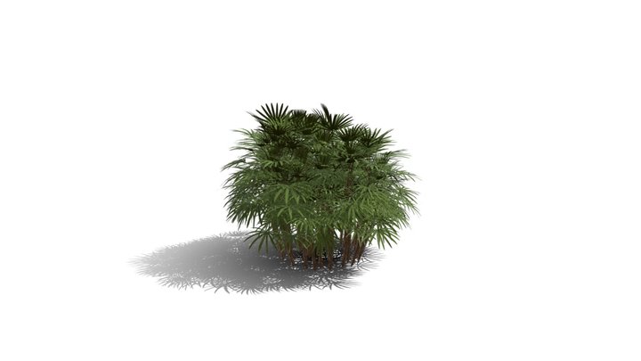 Realistic HD Bamboo palm (18/30) 3D Model