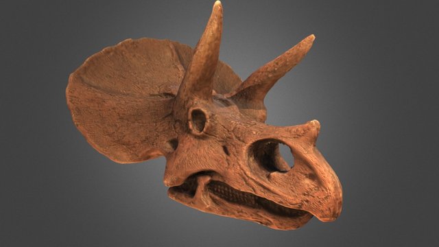 Cráneo de triceratops 3D Model