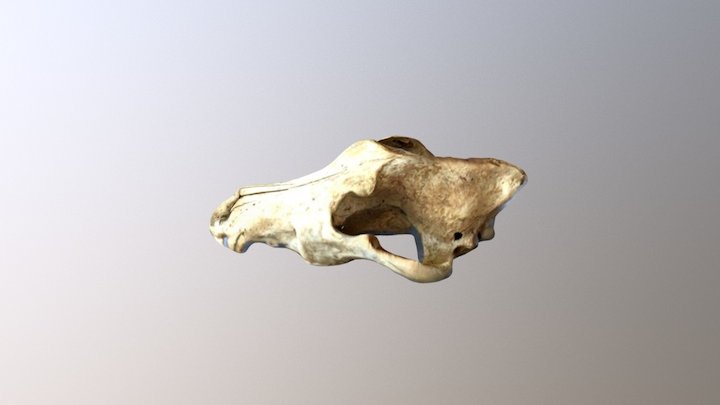 Gray Wolf 3D Model