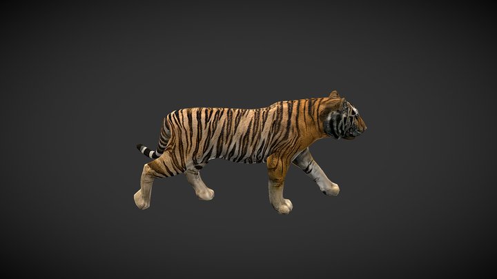 老虎 3D Model