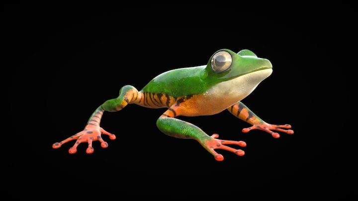Amazon Tree Frog 3D Model