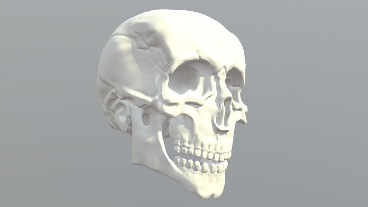 Skull Anatomy Study – Blender Sculpt 3D Model