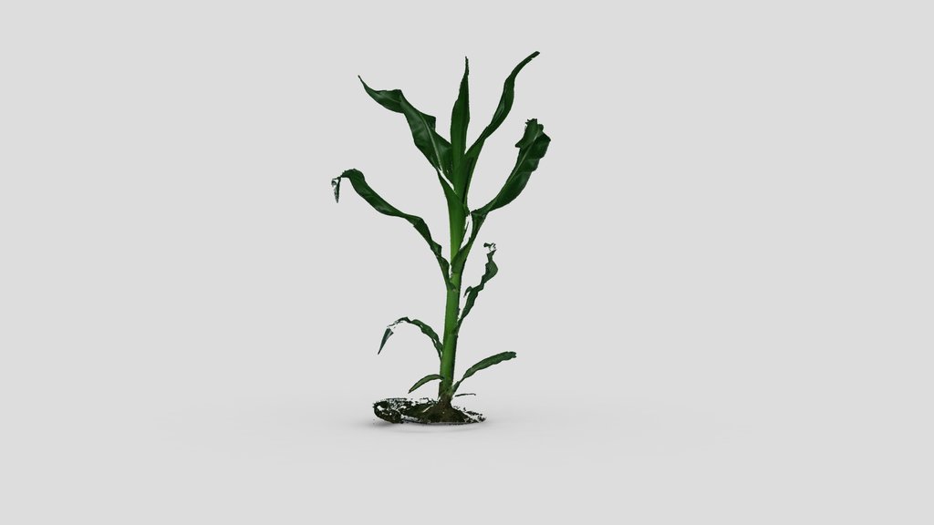 Maize 3D & RGB scan | Stage V11