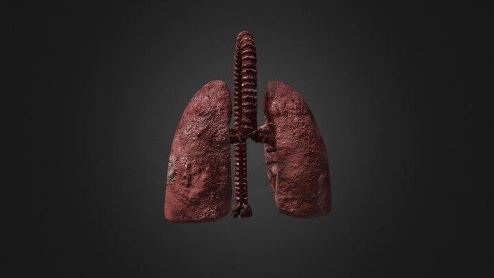 Lungs Game Asset 3D Model