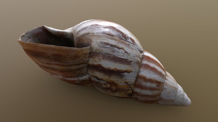 Shell 3D Model