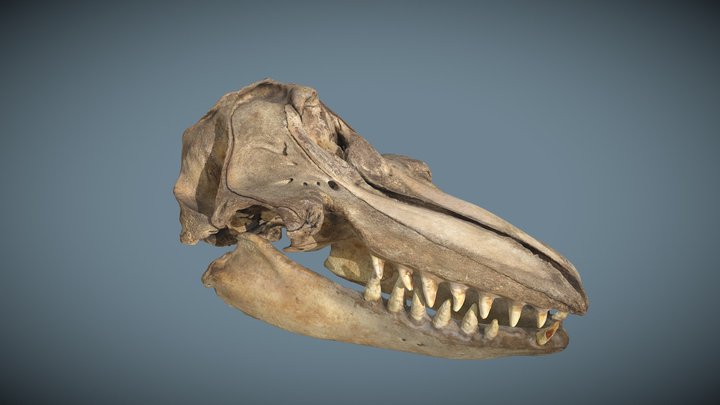 False Killer Whale Skull & Mandible 3D Model