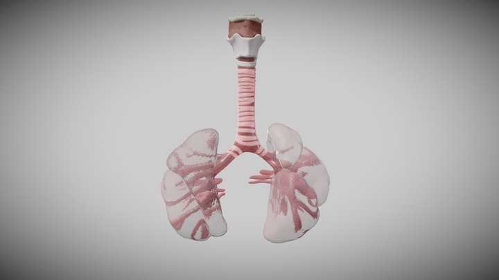 16 week fetal pulmonary system 3D Model