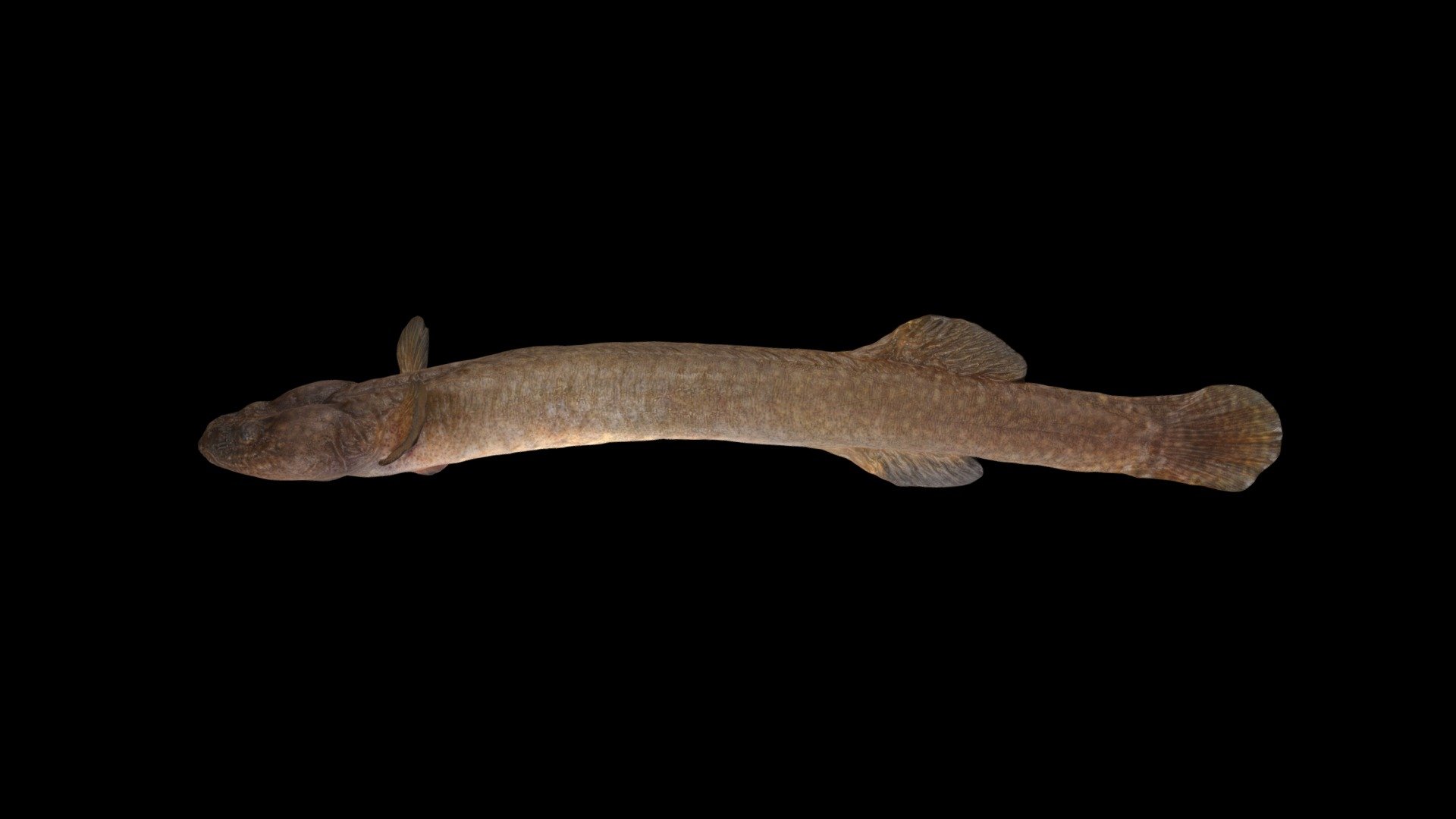 ミミズハゼ Flat-head Goby, Luciogobius guttatus