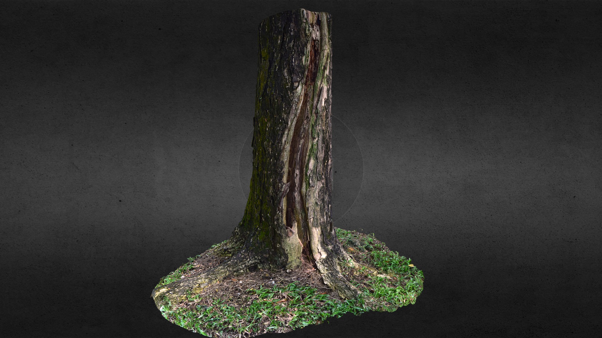 3D model Tree Trunk (practice raw scan) - This is a 3D model of the Tree Trunk (practice raw scan). The 3D model is about a tree trunk with a hole in it.