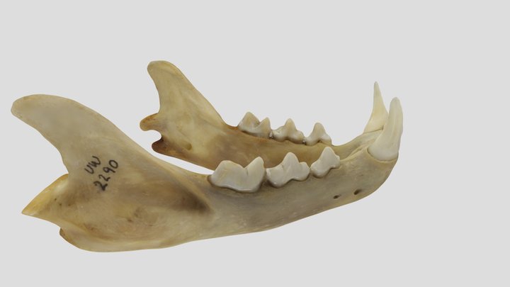 UWYMV:Mamm:2290, Lynx canadensis, Mandible – Modello 3D gratuito STL