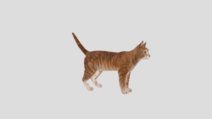 THE CAT'S BODY 3D Model