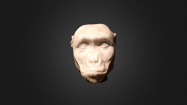 Sahelanthropus tchadensis 3D Model