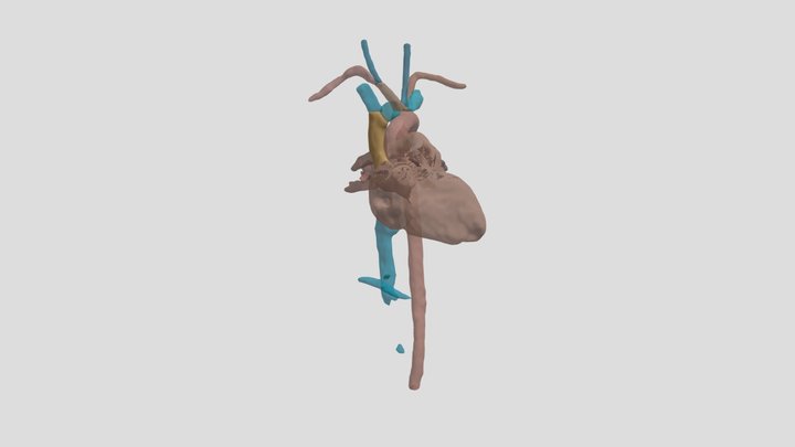 Cardio model 3D Model