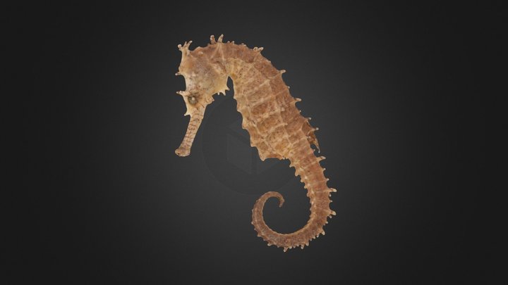 鲍氏海马 Hippocampus barbouri 3D Model