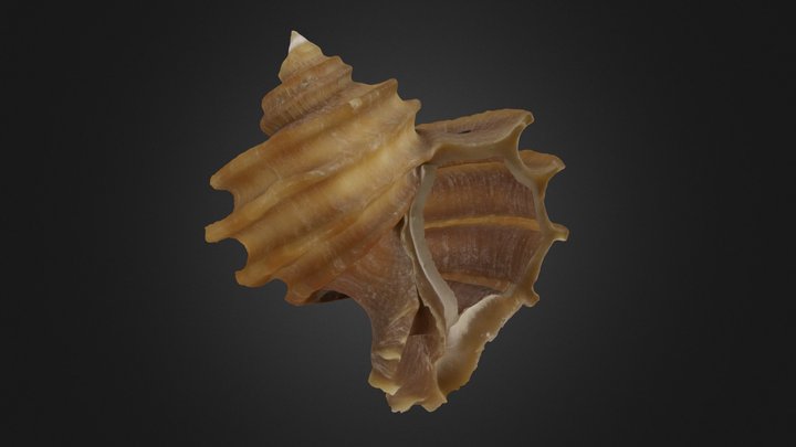 Gastropod: Ecphora quadricostata (PRI 70750) – Gratis 3D-model STL
