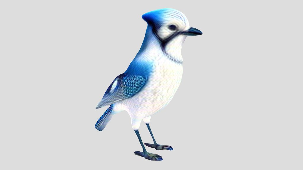 Realistic Blue Jay Bird