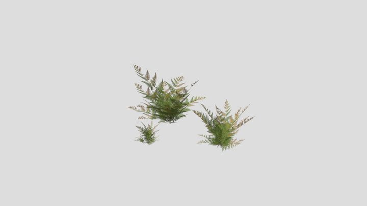 Ferns 3D Model