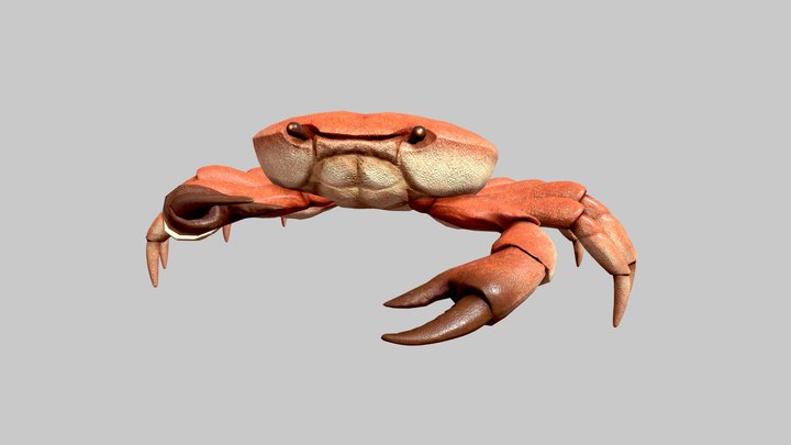 crab 3D Model