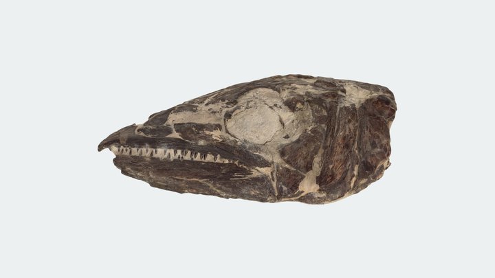 Duplexdens macropomus - London Clay 3D Model