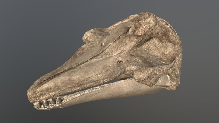 Risso's dolphin (Grampus griseus) skull 3D Model