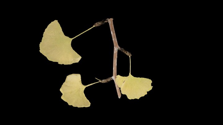 Ginkgo biloba (Maidenhair tree) 3D Model