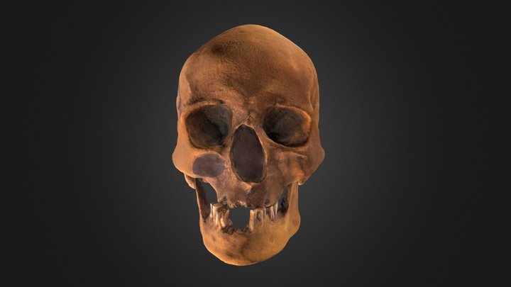Reproducción de cráneo 3D Model