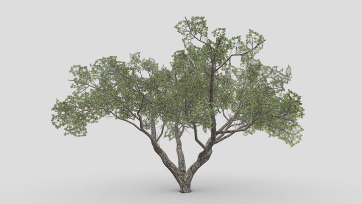Brazilian Pequi Tree- 03 3D Model