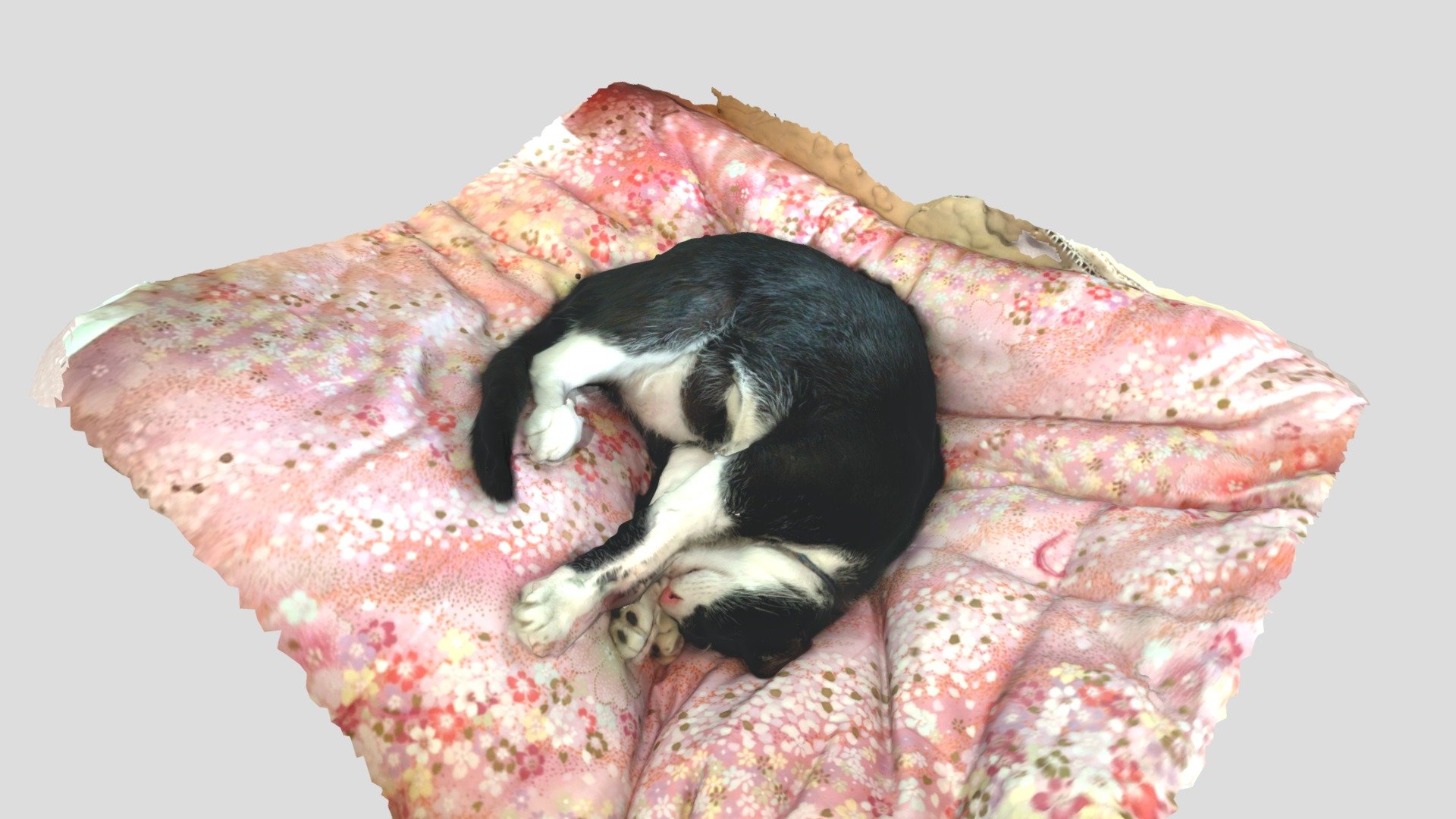 Sleeping cat