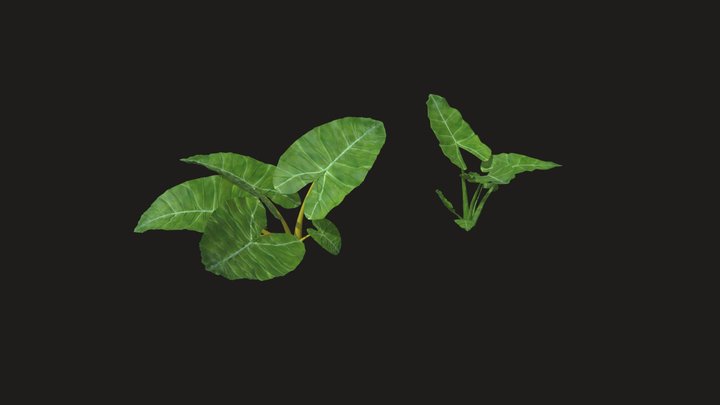 sk4203536leaf 3D Model
