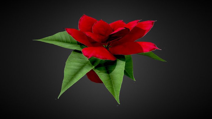 Poinsettia - Free download, go mad 3D Model