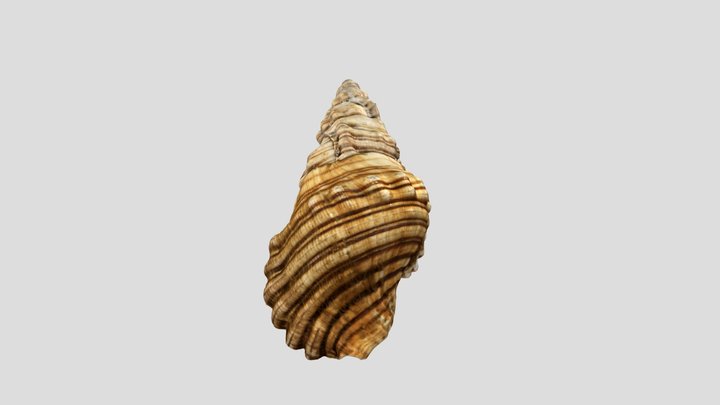 Shell 3D Model