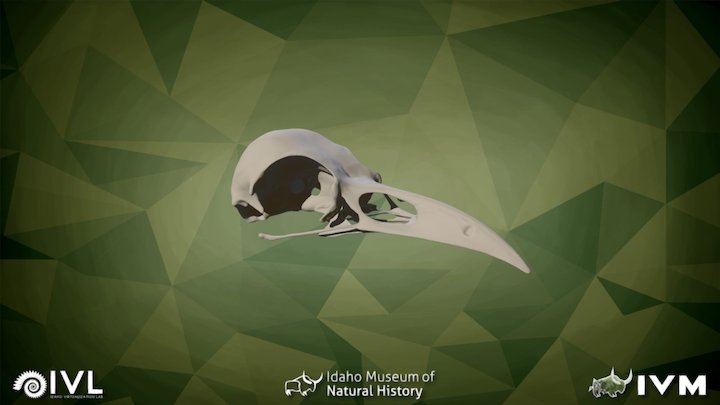 IMNH R-1349 Common Raven Cranium