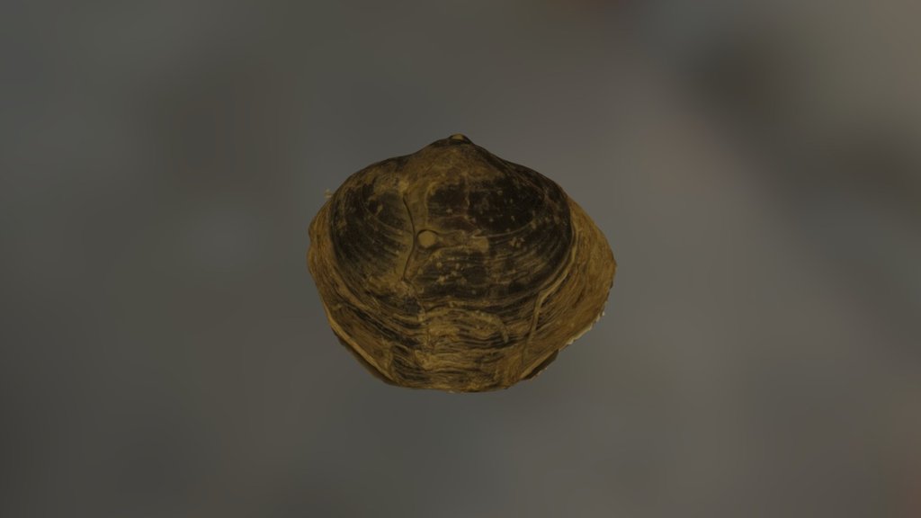Brachiopod 3