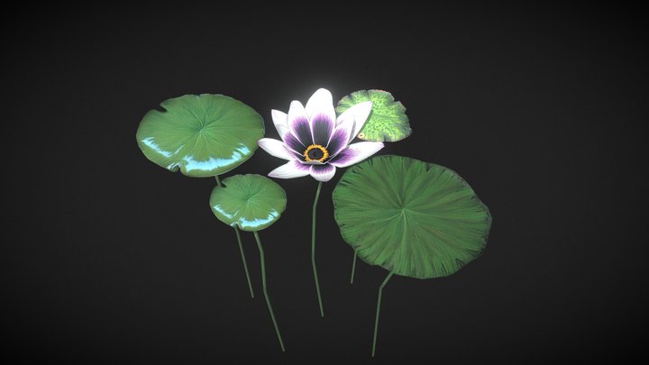 Water lily 3D Model